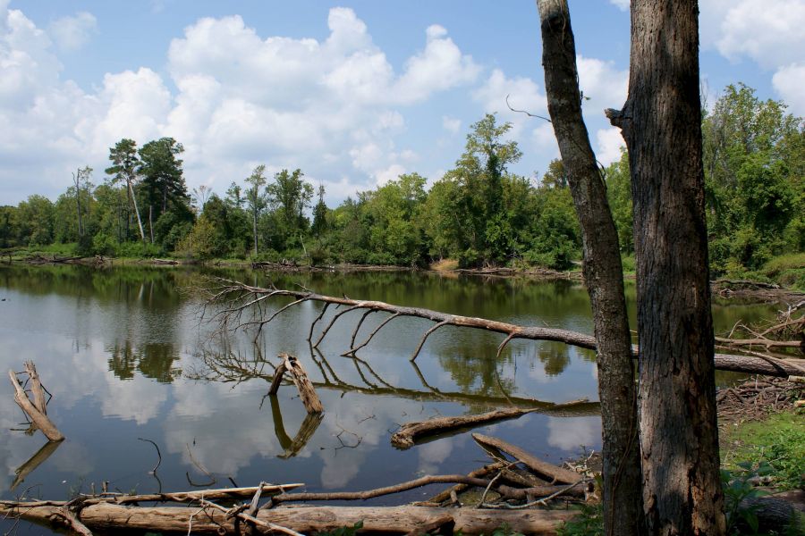 Attain at Harbour View luxury apartments with A calm lake with fallen trees in the water, surrounded by green forest and under a blue sky with clouds.