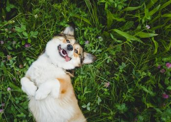 Attain at Harbour View luxury apartments with A happy dog lies on its back in green grass, looking up with its tongue out and paws bent.