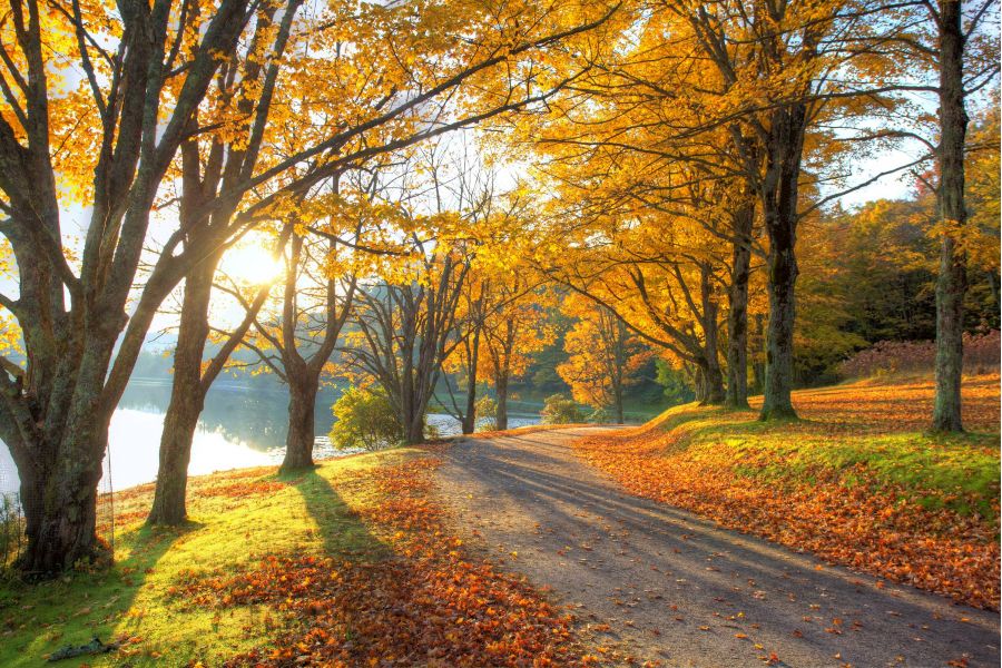 Attain at Harbour View luxury apartments with A sunlit path winds through trees with golden autumn leaves beside a calm lake.